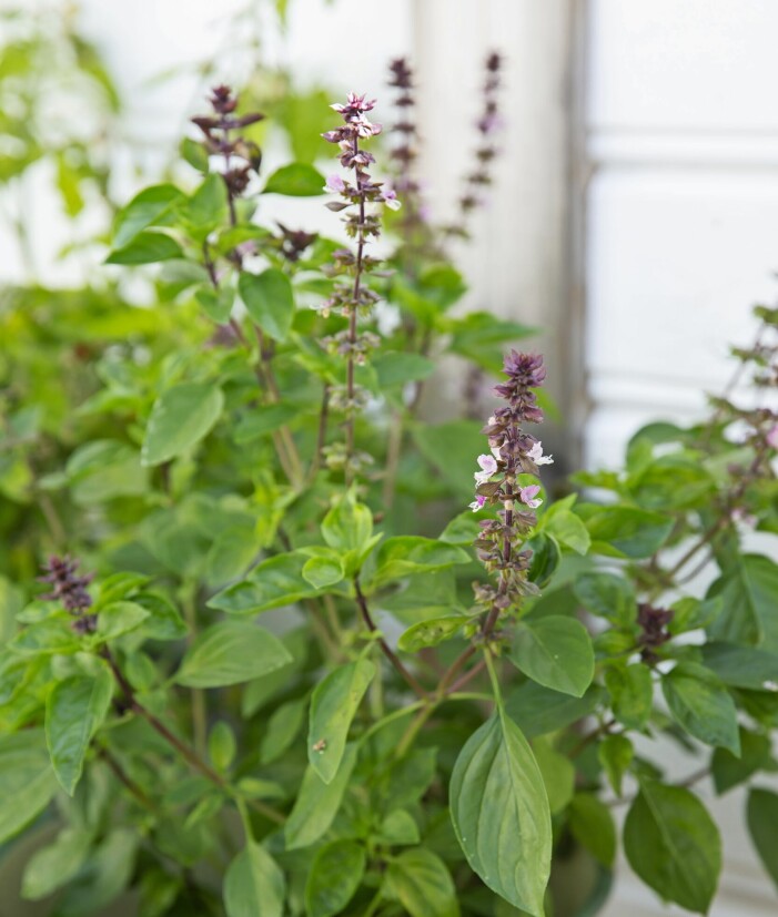 ’Floral Spires Lavender’ är en blomster-basilika med välsmakande blad som även kan användas som krukväxt ochsom snittblomma i buketter. ’Floral Spires Lavender’ är en blomster-basilika med välsmakande blad som även kan användas som krukväxt ochsom snittblomma i buketter.