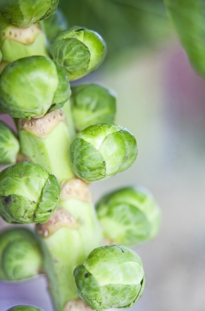 Visst kan du stjäla några blad och brysselkål från ditt träd. Men kålträden växer inte mer, så kanske ska du köpa kål till matlagningen om du vill behålla din dekoration. Visst kan du stjäla några blad och brysselkål från ditt träd. Men kålträden växer inte mer, så kanske ska du köpa kål till matlagningen om du vill behålla din dekoration.