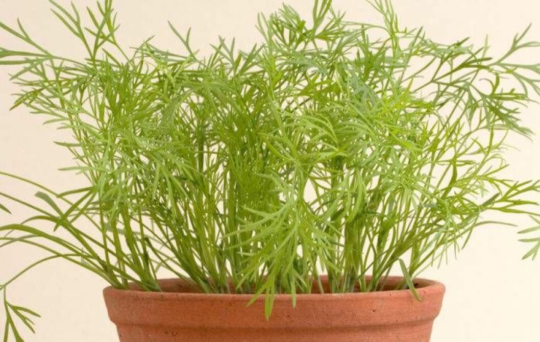Foto: IBL Bildbyrå Odla dill hemma under vinter.