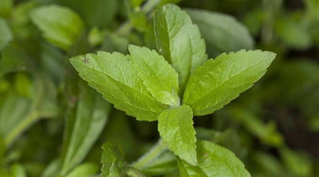 Foto: IBL Bildbyrå Sötflockel, eller Stevia, går fint att odla inomhus under vintern.