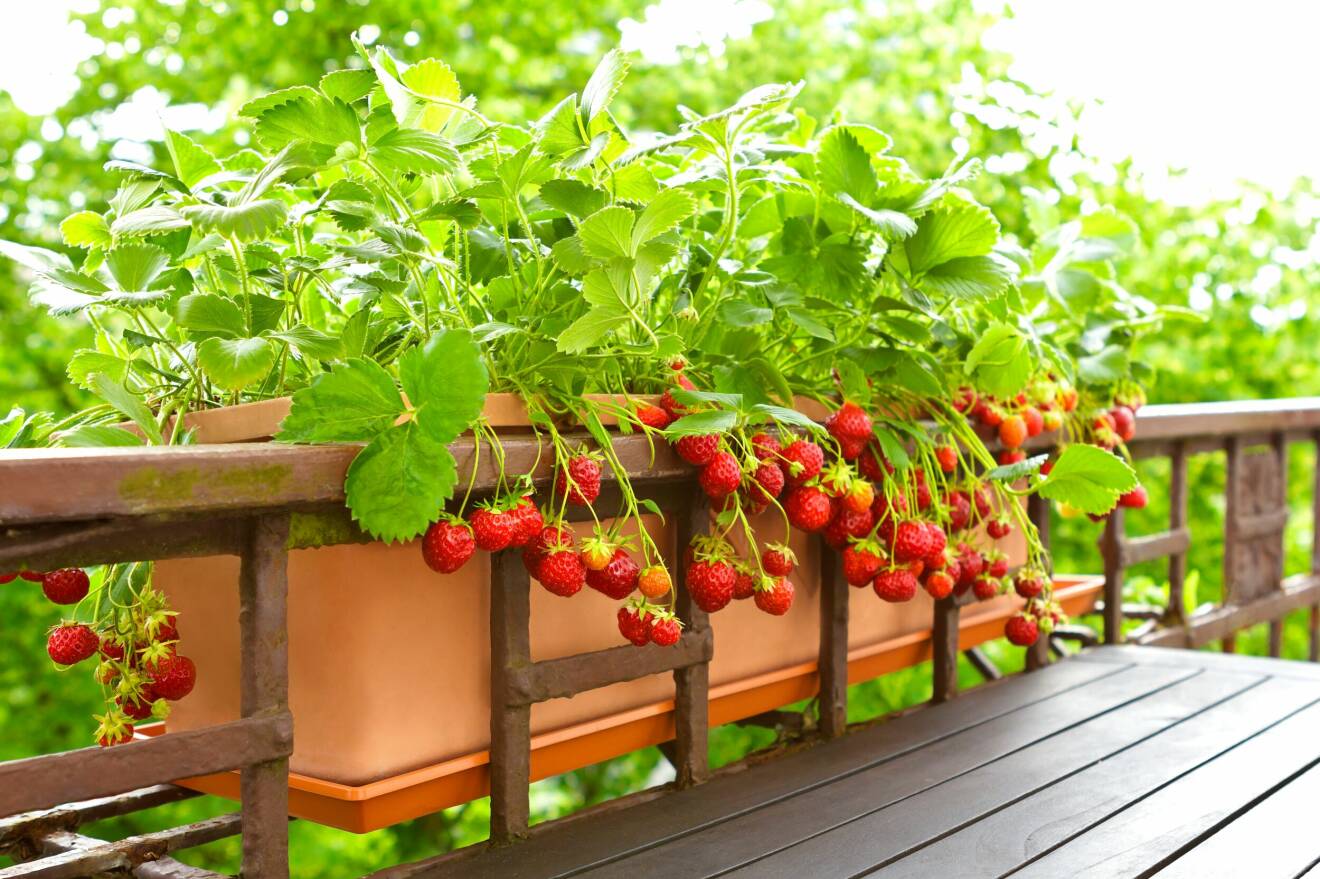 Odla jordgubbar på balkongen.