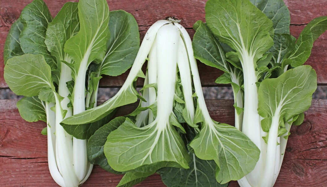 Pak choi får bra att vinterodla.