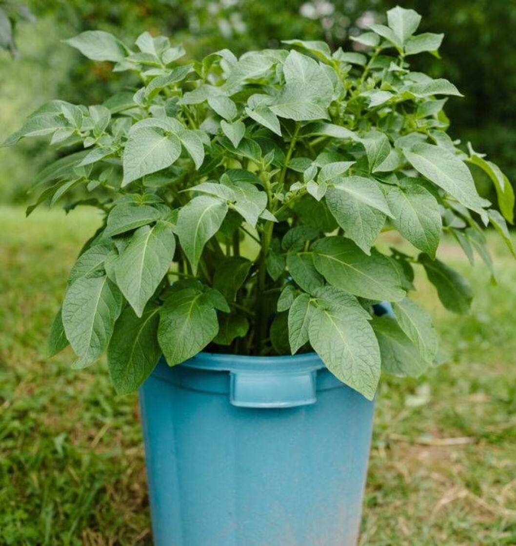 Odla potatis i hink – perfekt för den som saknar eget trädgårdsland. Foto: Shutterstock/IBL Odla potatis i hink – perfekt för den som saknar eget trädgårdsland.
