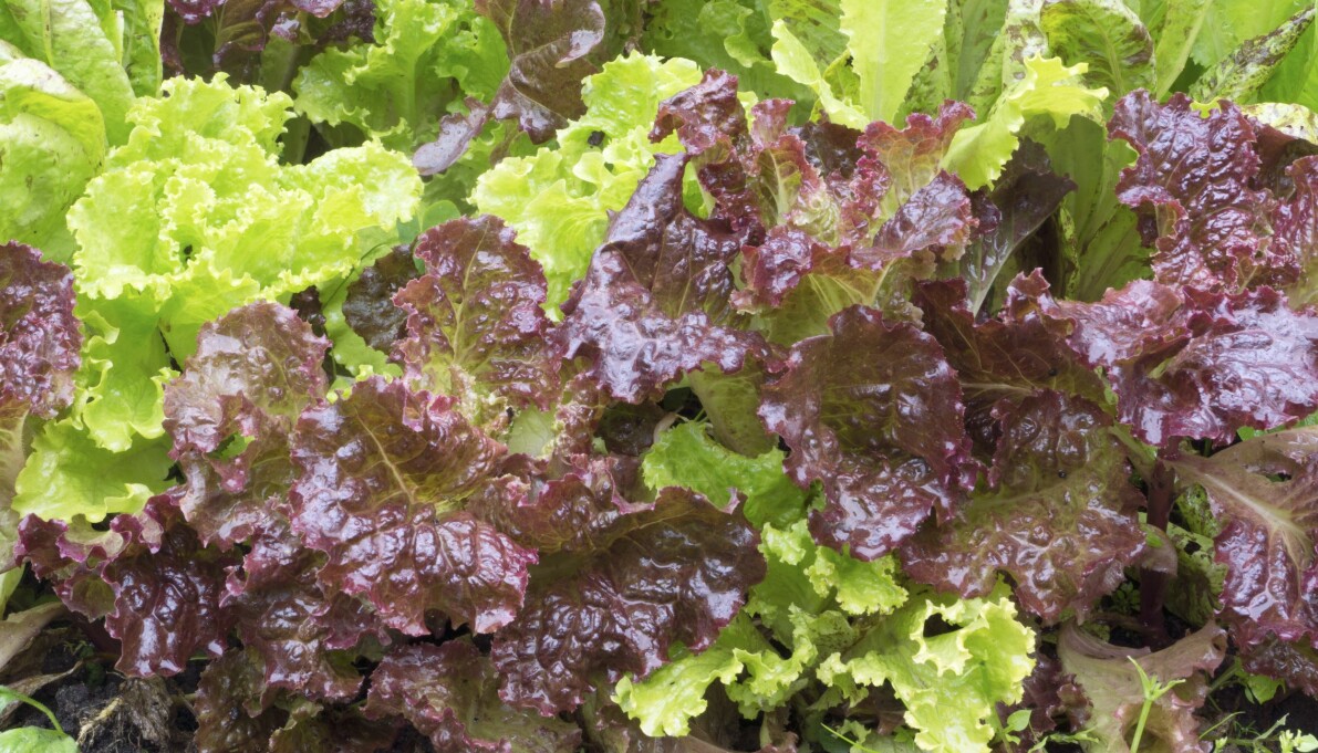 Flerfärgad sallad i grönsakslandet.