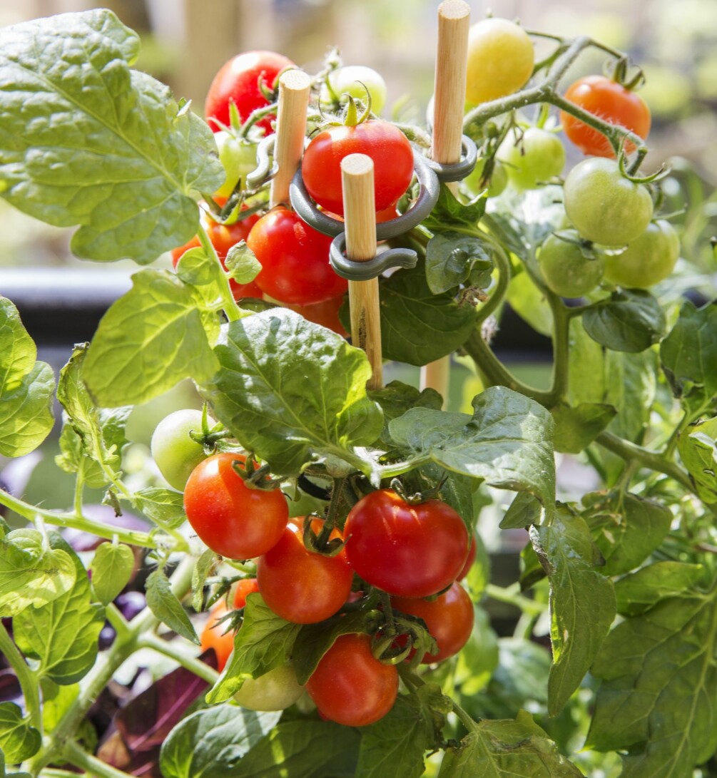 En pinne ger ett bra stöd när tomatplantan börjar växa till sig och behöver stöttas upp. Kom ihåg att tomater ska förvaras i rumstemperatur efter skörd. En tomatplanta uppbunden mot en växtpinne i en balkonglåda.