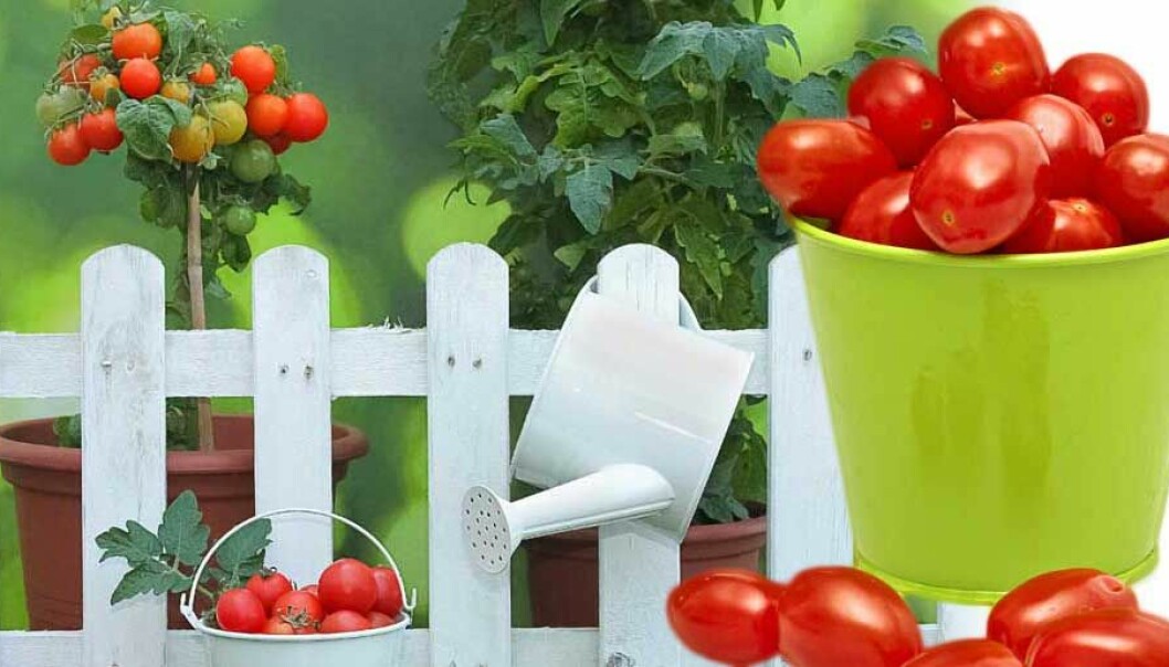 Om du odlar tomater i hink finns det flera olika knep att ta till. Man kan dessutom odla tomater av tomatskivor.