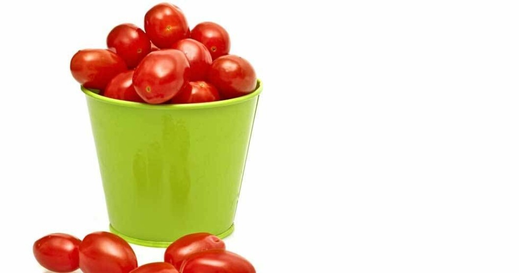 För att lyckas odla tomater i hink kan det skilja sig lite mot hur man gör för att odla tomater inomhus eller odla tomater i växthus.