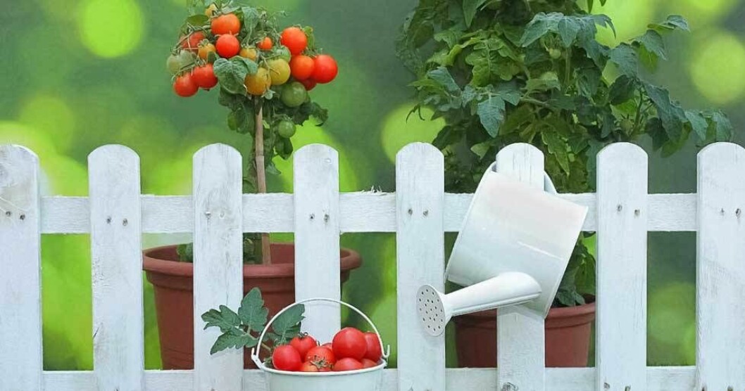 Om du odlar tomater i hink finns det flera olika knep att ta till. Man kan dessutom odla tomater av tomatskivor.