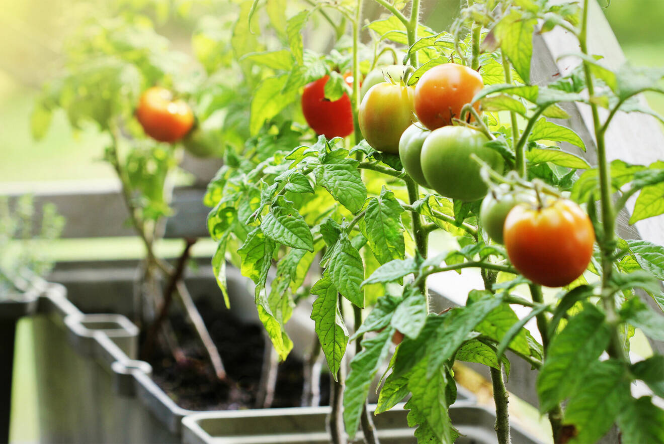 odla tomater på balkong