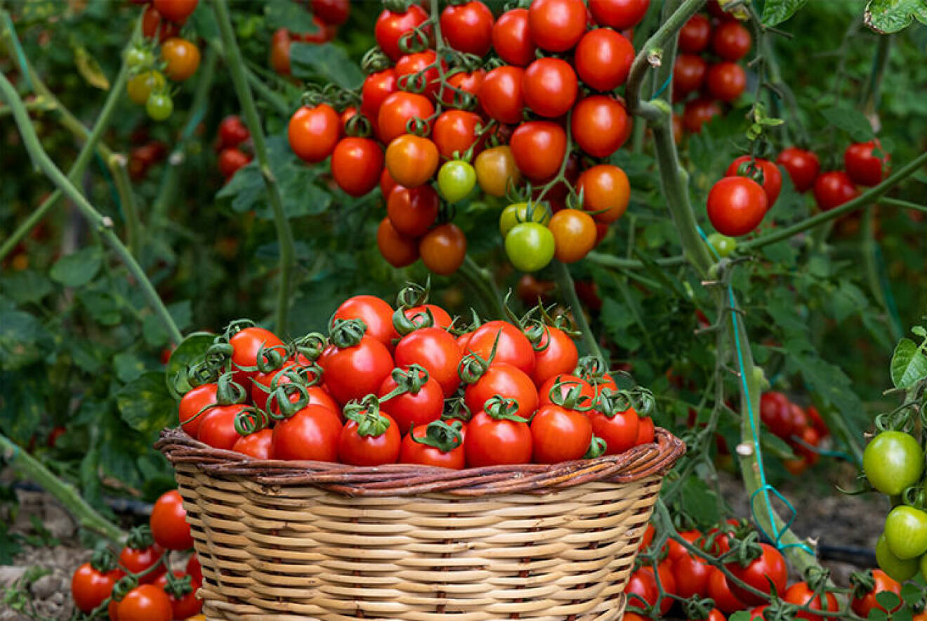 odla tomater tips