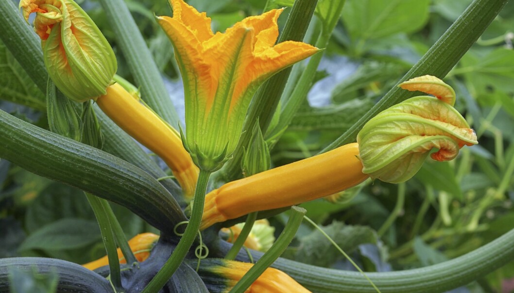 En planta zucchini eller squash ger drygt 20 frukter. En planta zucchini ger flera frukter.
