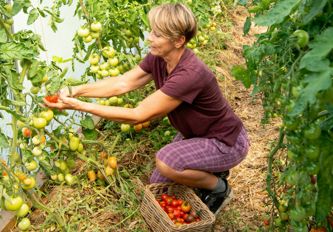 Kvinna i drivhus med tomater.