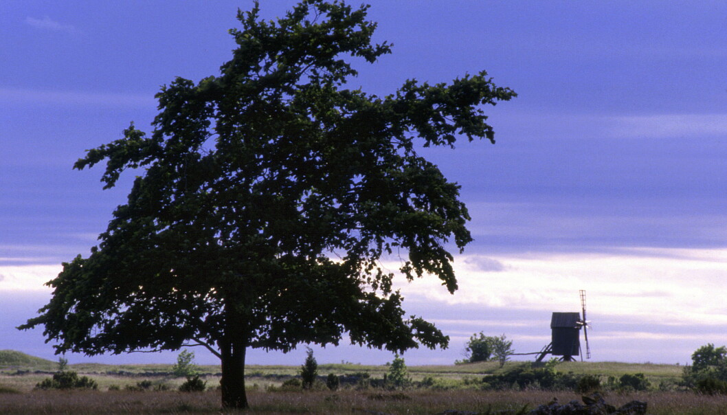 Södra Öland