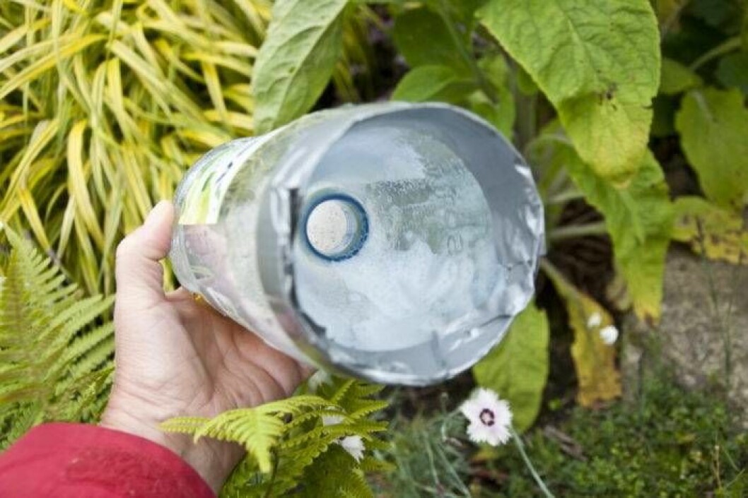 Sniglarna kryper så småningom in genom halsen ner i ölbadet och drunknar.