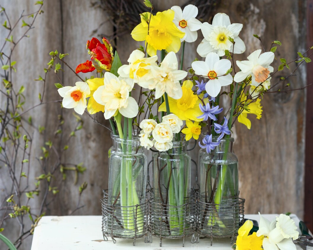 Olika vårblommor i genomskinliga vaser på rad.