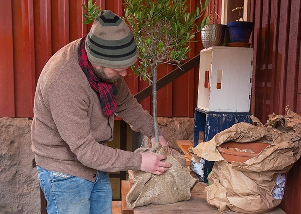 Foto: Anders Kronborg Första steget för att övervintra olivträdet är att klä in rötterna.