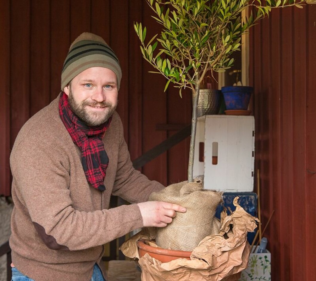 Foto: Anders Kronborg Sänk ner innerkrukan och fyll upp med lecakulor i mellanrummet, ända upp till kanten.