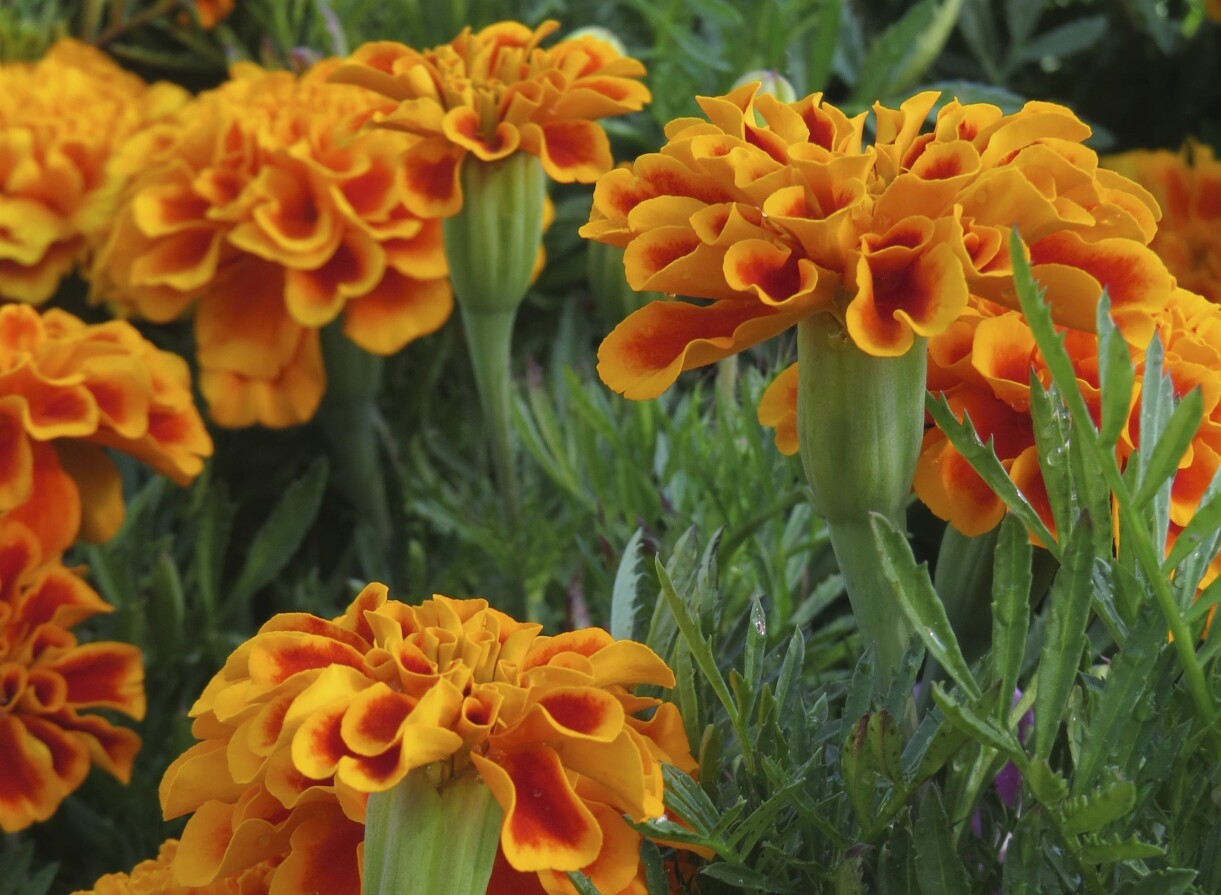 De dubbla blommorna på sammetstagetesen är som små fulländade konstverk. Orange sammetstagetes.