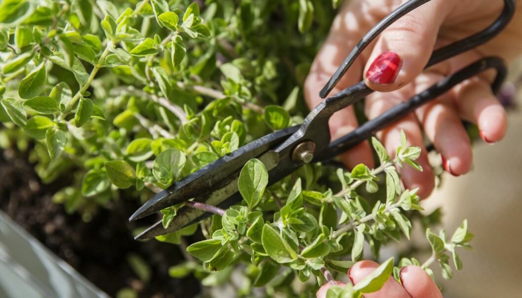 Skörda oregano och njut av örten färsk eller torkad. Vill du torka din oregano är det bäst att göra detta när det är torrt och soligt ute. Häng upp kvistarna i buketter på en mörk, torr och luftig plats och låt torka. Oregano skördas med en sax på balkongen.