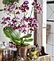Orkidéer i badrummet.