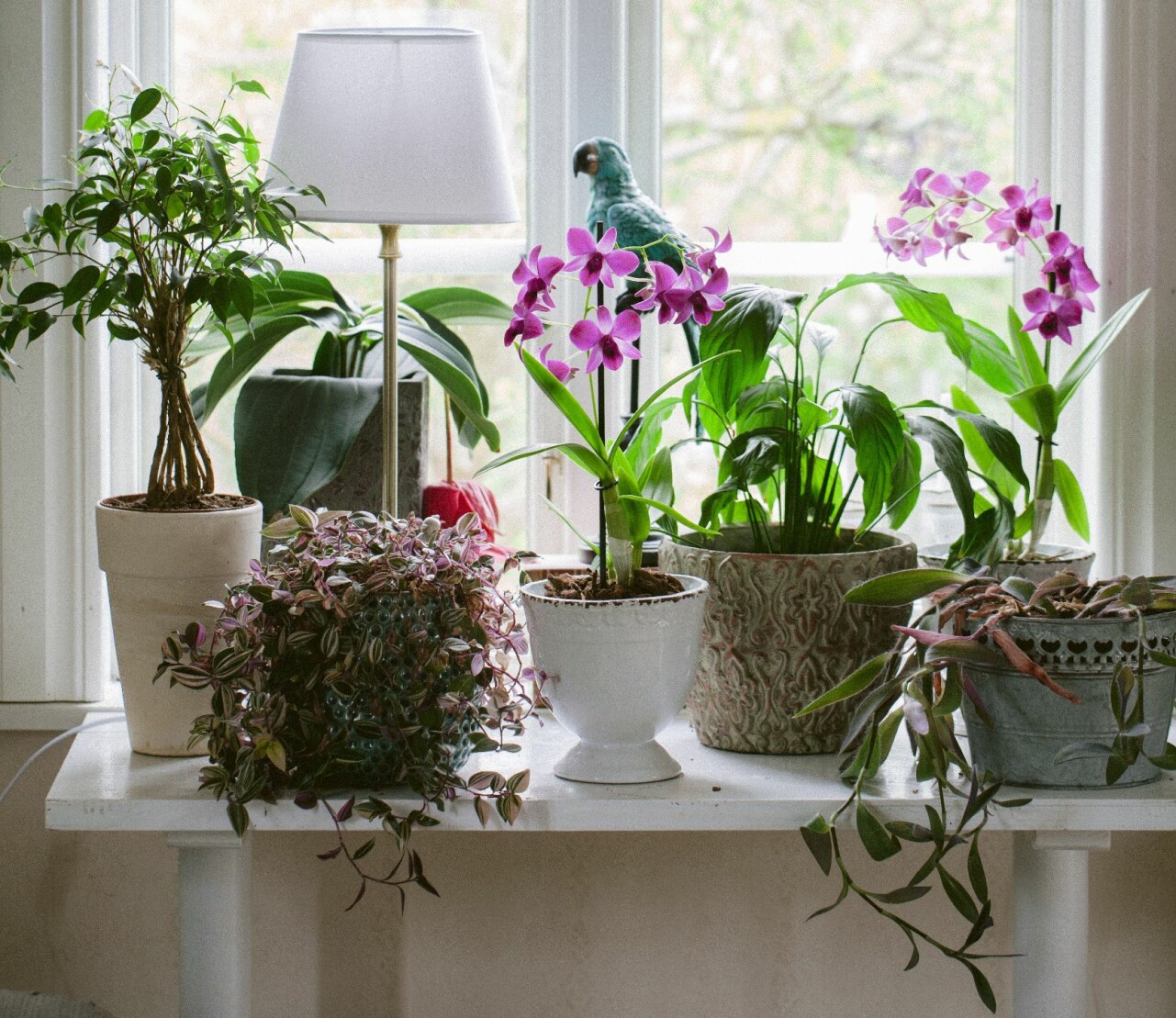 Orkidéer och olika typer av växter i ett fönster.