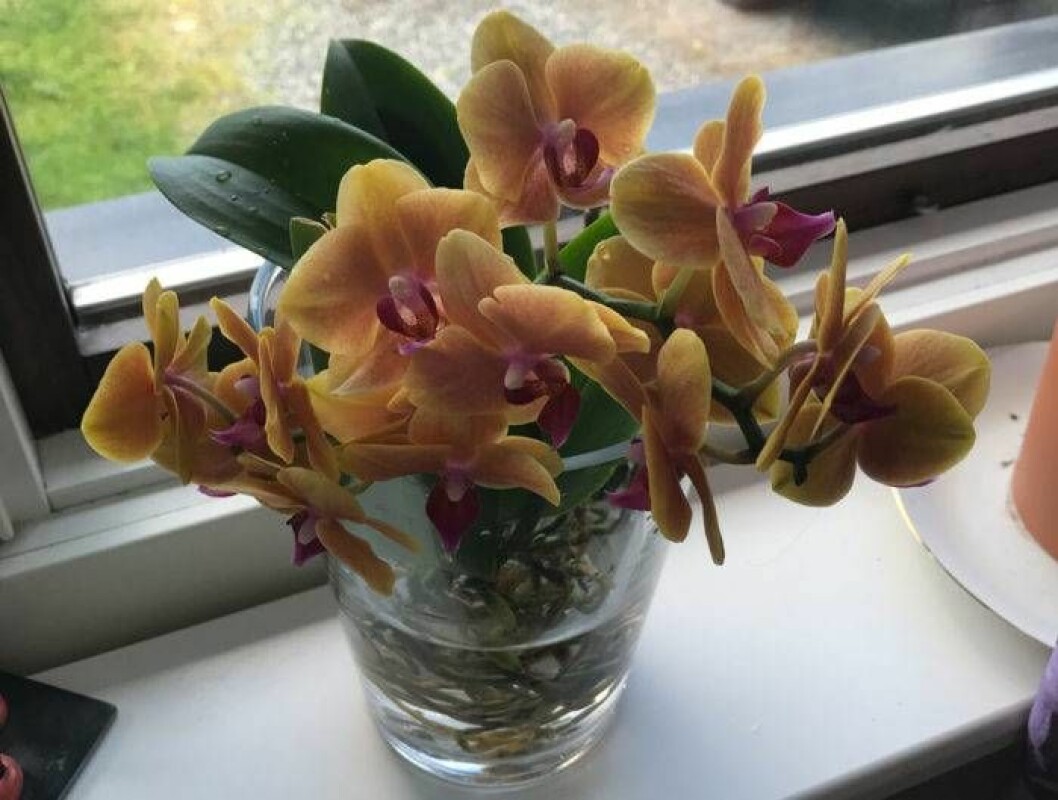 Nu mår Heléns orkidéer prima i vattnet. Foto: Privat Orkidéer i glasvas