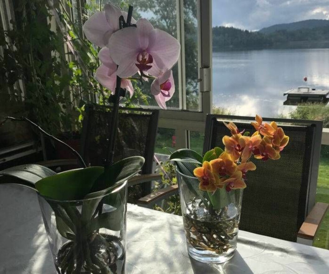 Helén Nordvalls nya lösning på hur hon ska ha sina orkidéer var revolutionerande för henne. Foto: Privat Orkidéerna trivs bra i varsin glasvas