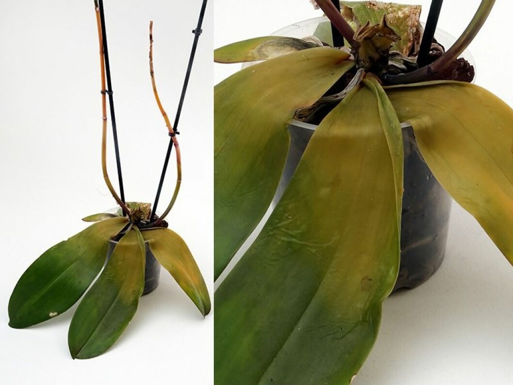 Foto: Christina Uhlin Sloknande och gula blad på orkidé
