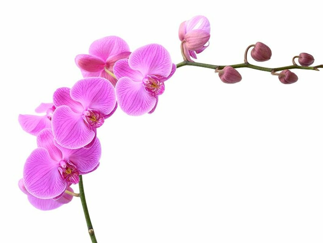En vacker rosa orkidékvist
