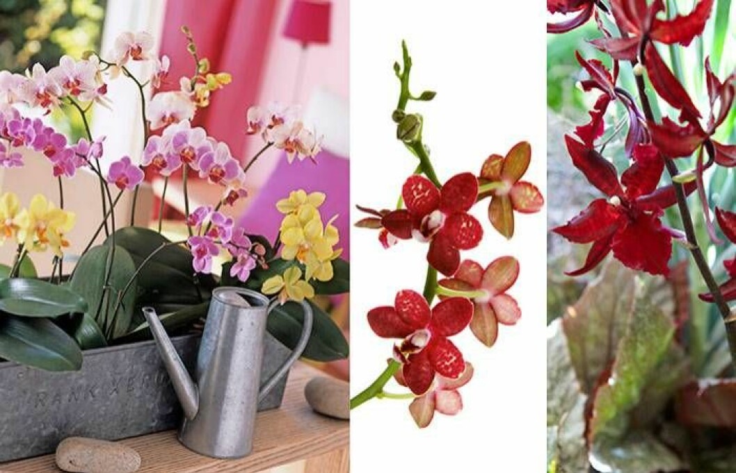 Orkidéer i olika färger