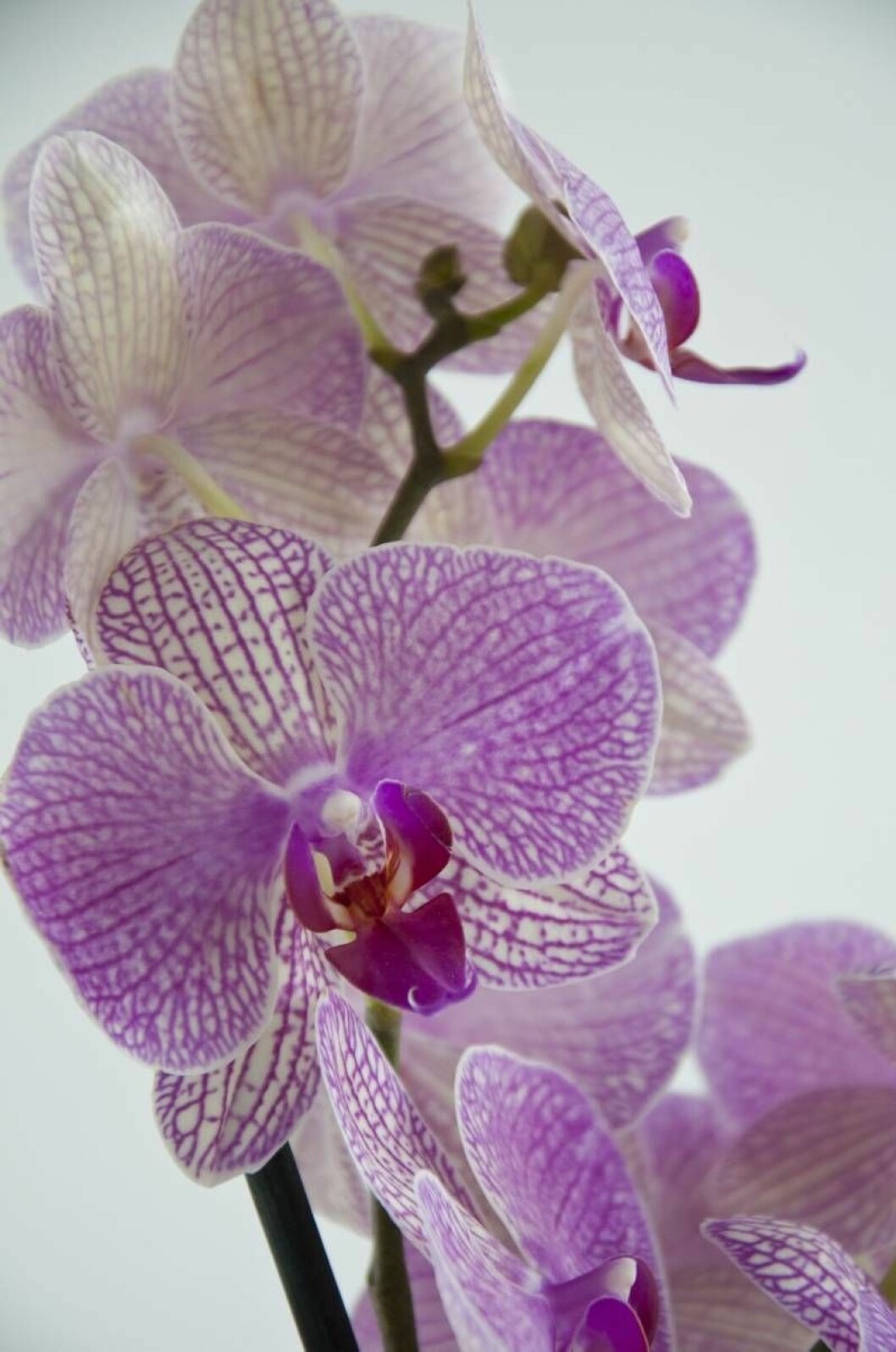 Foto: Shutterstock/TT En vacker brudorkidé