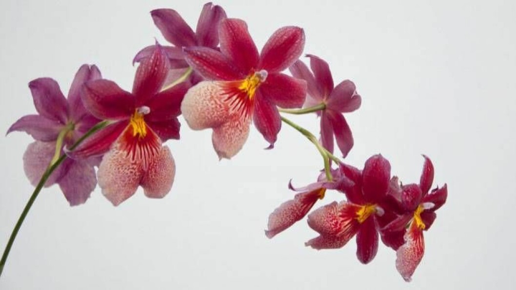 Vackra Nelly Isler vill man såklart se blomma så här igen! Foto: Shutterstock/TT Orkidéen Nelly Isler