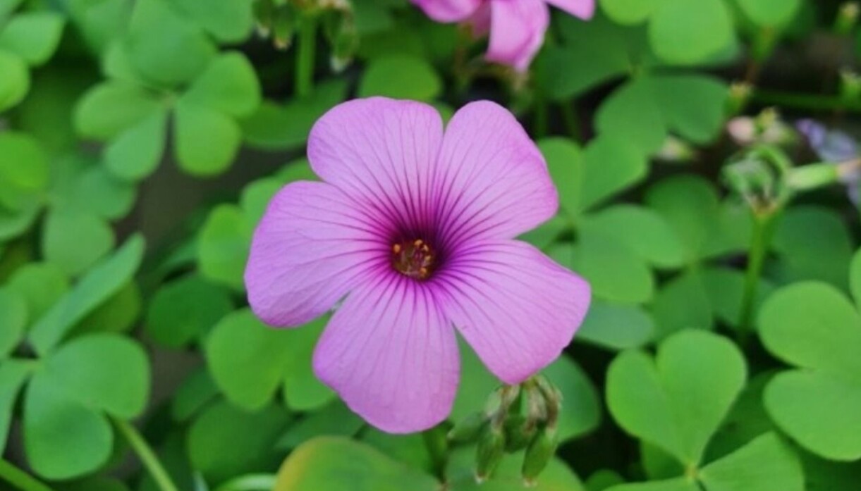 Oxalis 'Pink Pillow'