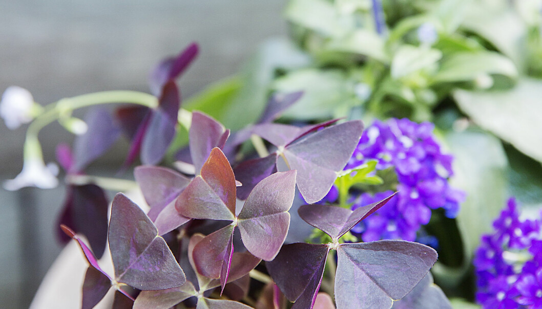 Vacker oxalis med kontrasterande färger på bladen är perfekt på uteplatsen eller balkongen i sommar.