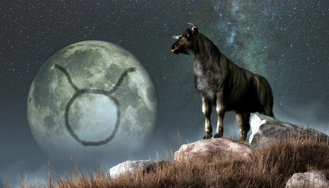 En illustration av stjärntecknet oxen med en himlakropp med tecknet för oxen i bakgrunden.