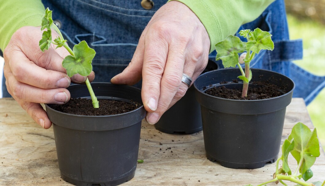 Packa inte jorden för hårt i krukan med pelargonsticklingar.
