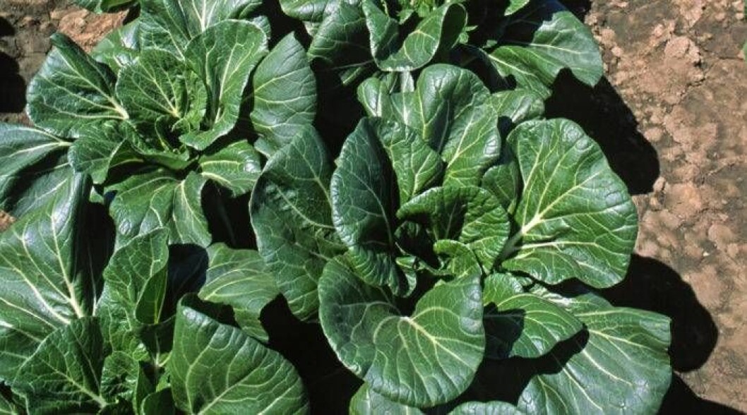 Foto: IBL Bildbyrå Pak choi går utmärkt att odla hemma under vintern i lampans ljus.