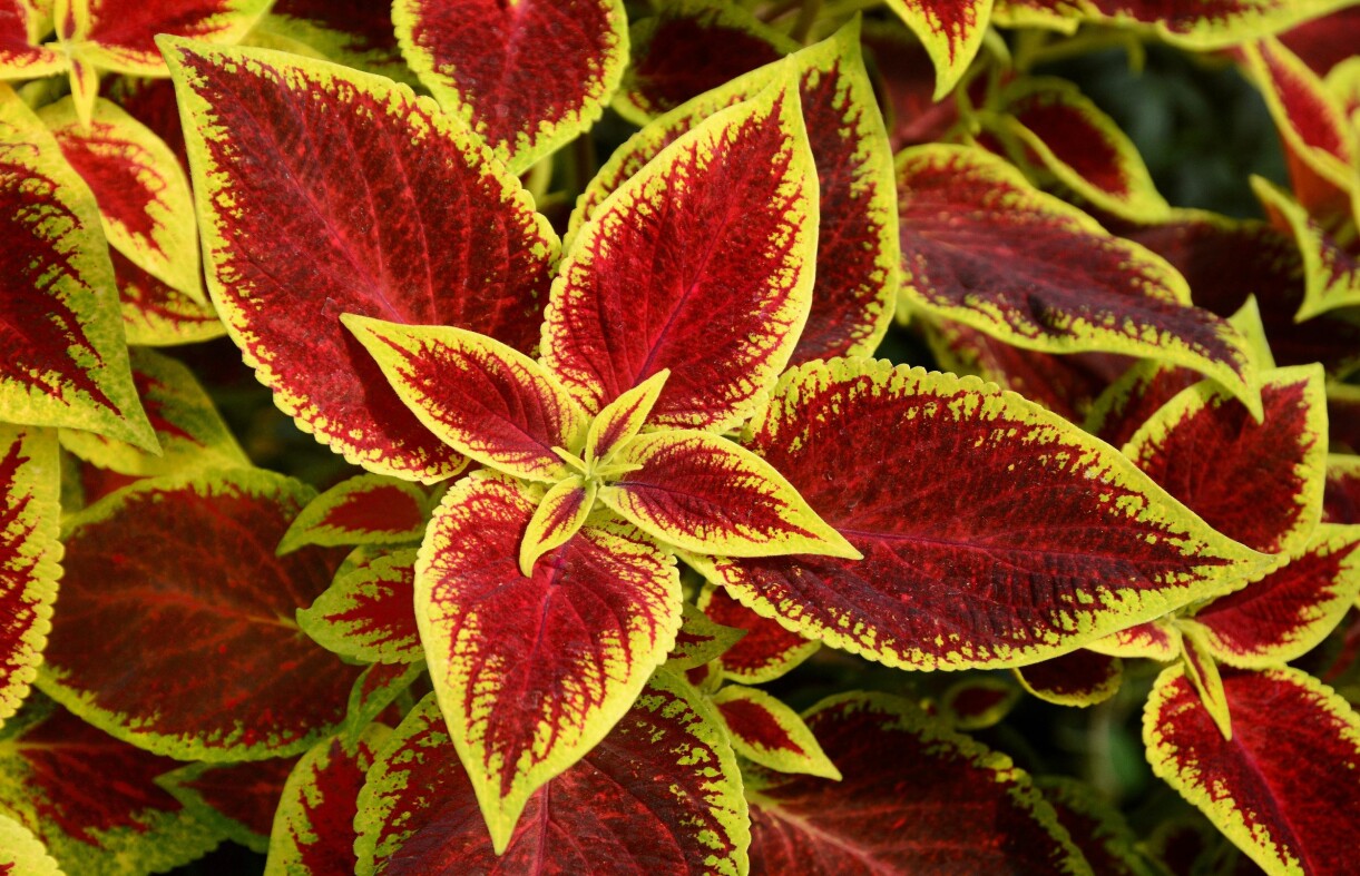 Palettblad Solenostemon scutellarioides