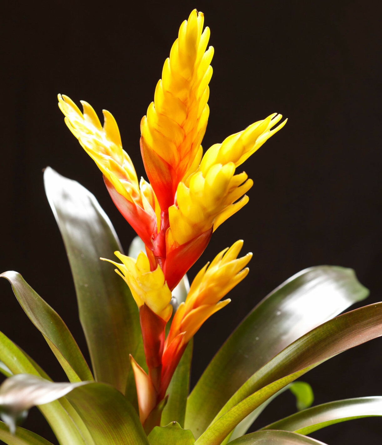Papegojstjärt, Vriesea splendens.