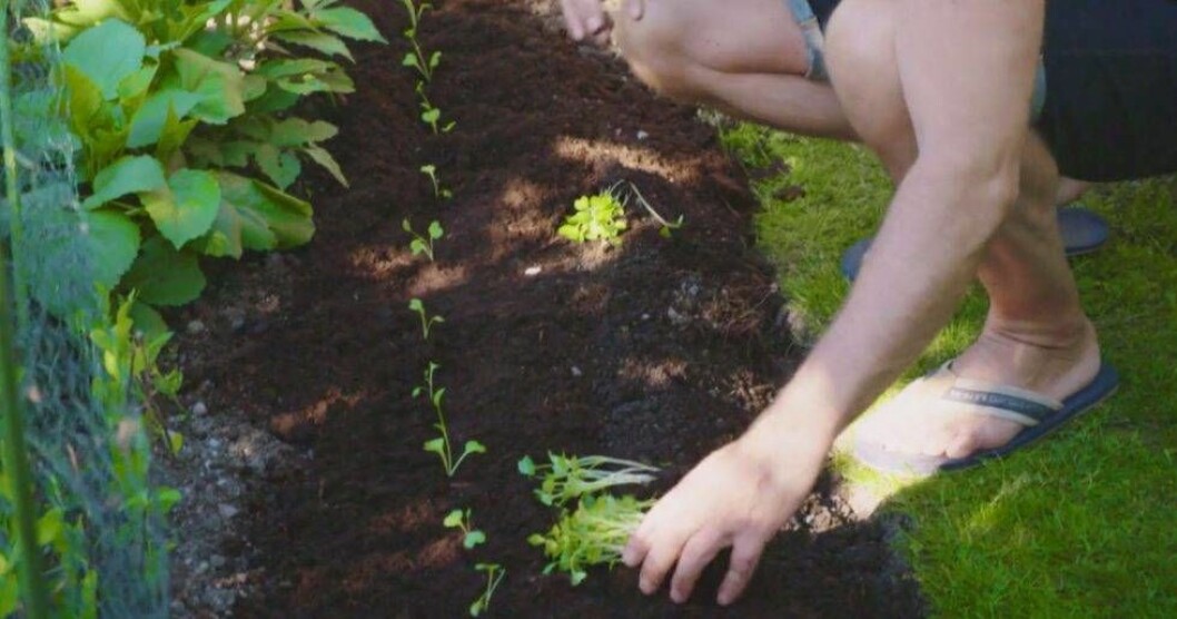 Paradiset Iris 2019: Så här planterar du kålrabbi.