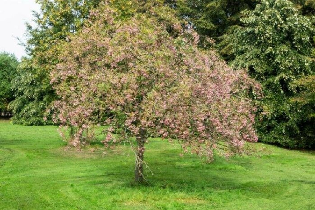 Pärlemorrönn. Foto: IBL Pärlemorrönn