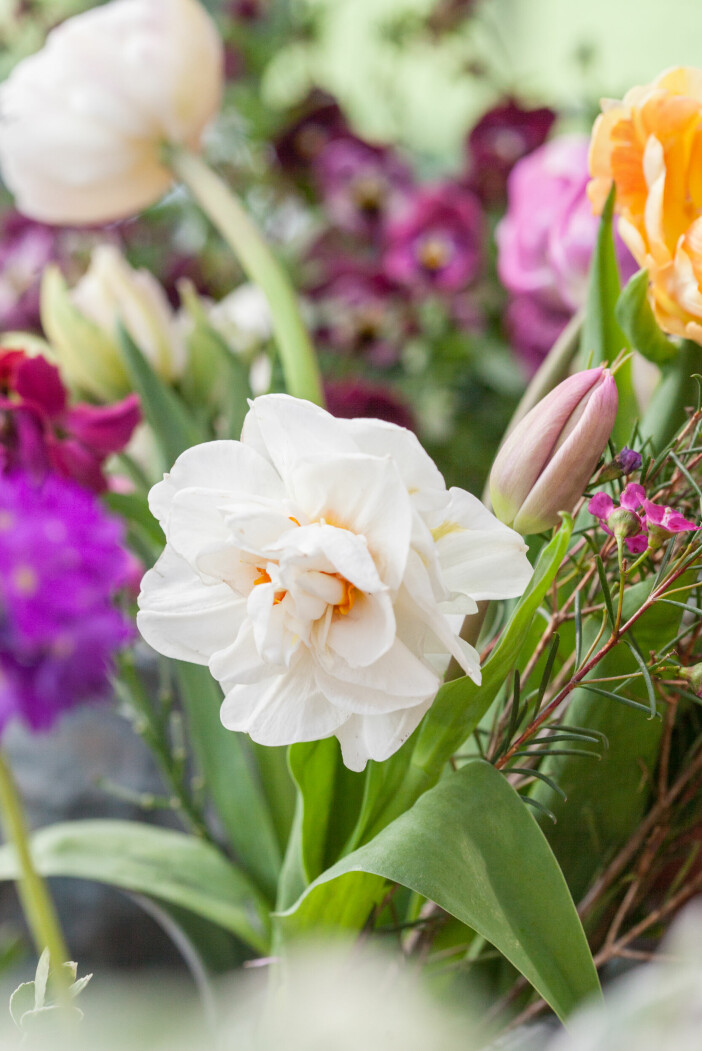Vita narcisser är på gång. Bukettnarciss ’Cheerfulness’ är en av de narcisser som på senare år blivit populär både som snitt och i krukplanteringar. Bukett med bland annat vita narcisser.
