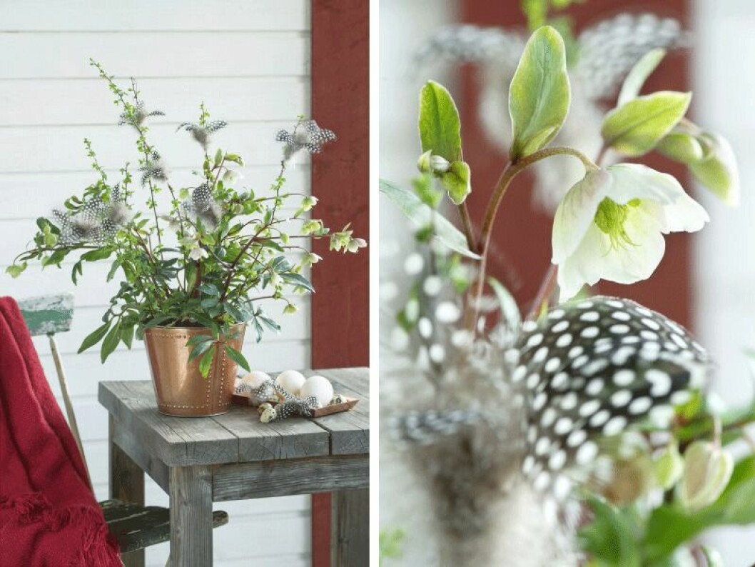 Foto: Anna Jeppsson ’Winterbells’ heter denna fantastiska julros, Helleborus.