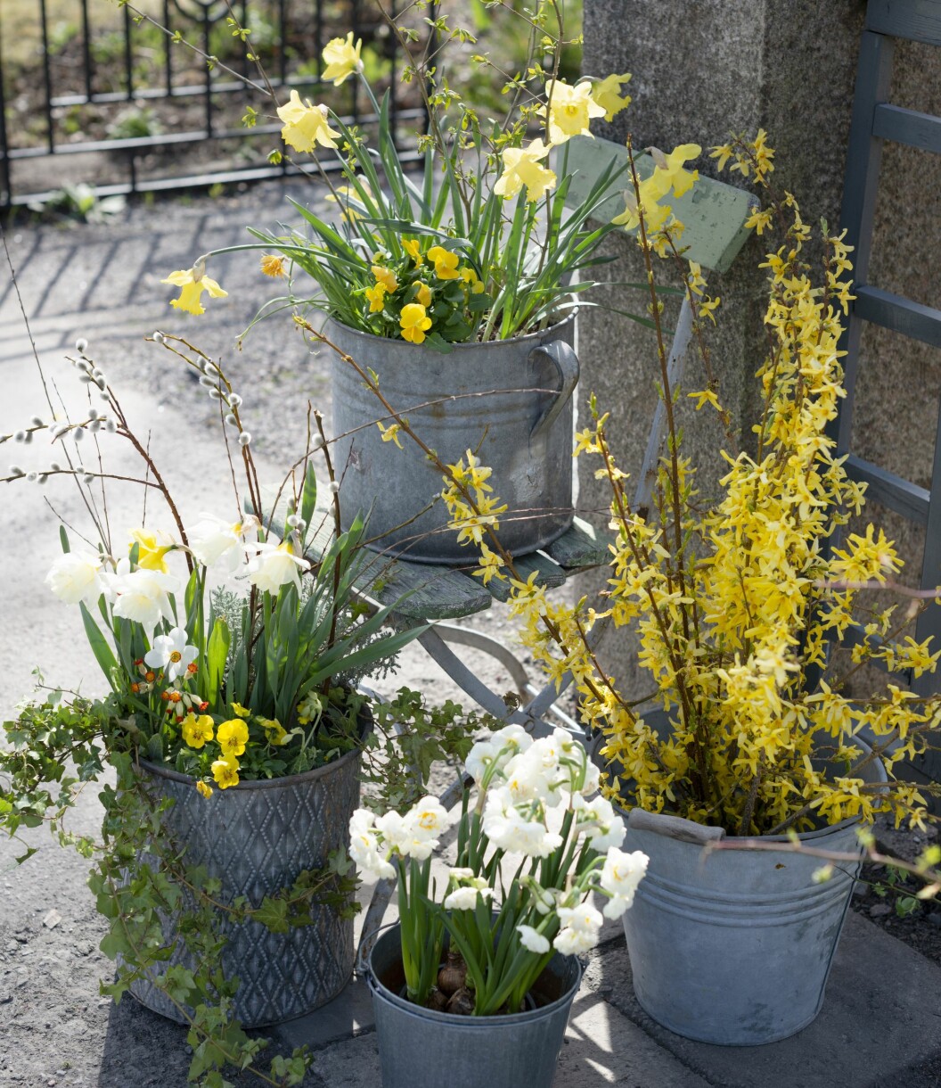 Narciss, påsklilja, murgröna och forsythia i ett fint arrangemang vid entrén.