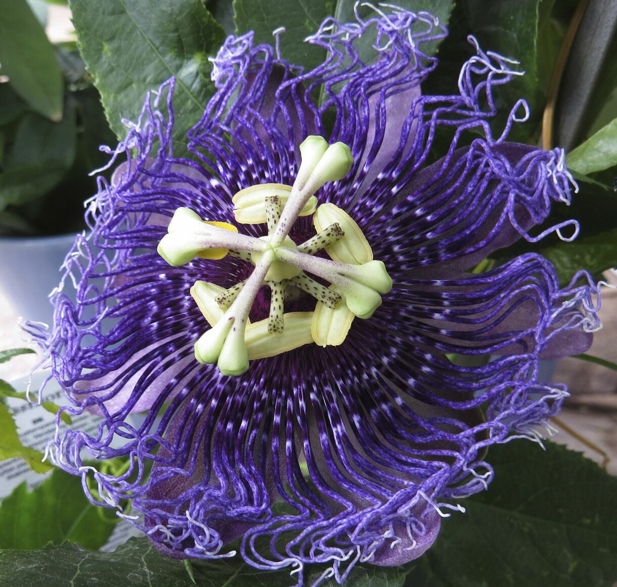 'Byte' blommar normalt från juni till oktober. Den trivs bra på en lugn och varm plats ute på sommaren. Övervintras ljust och svalt inne. Passionsblomman 'Byte'.