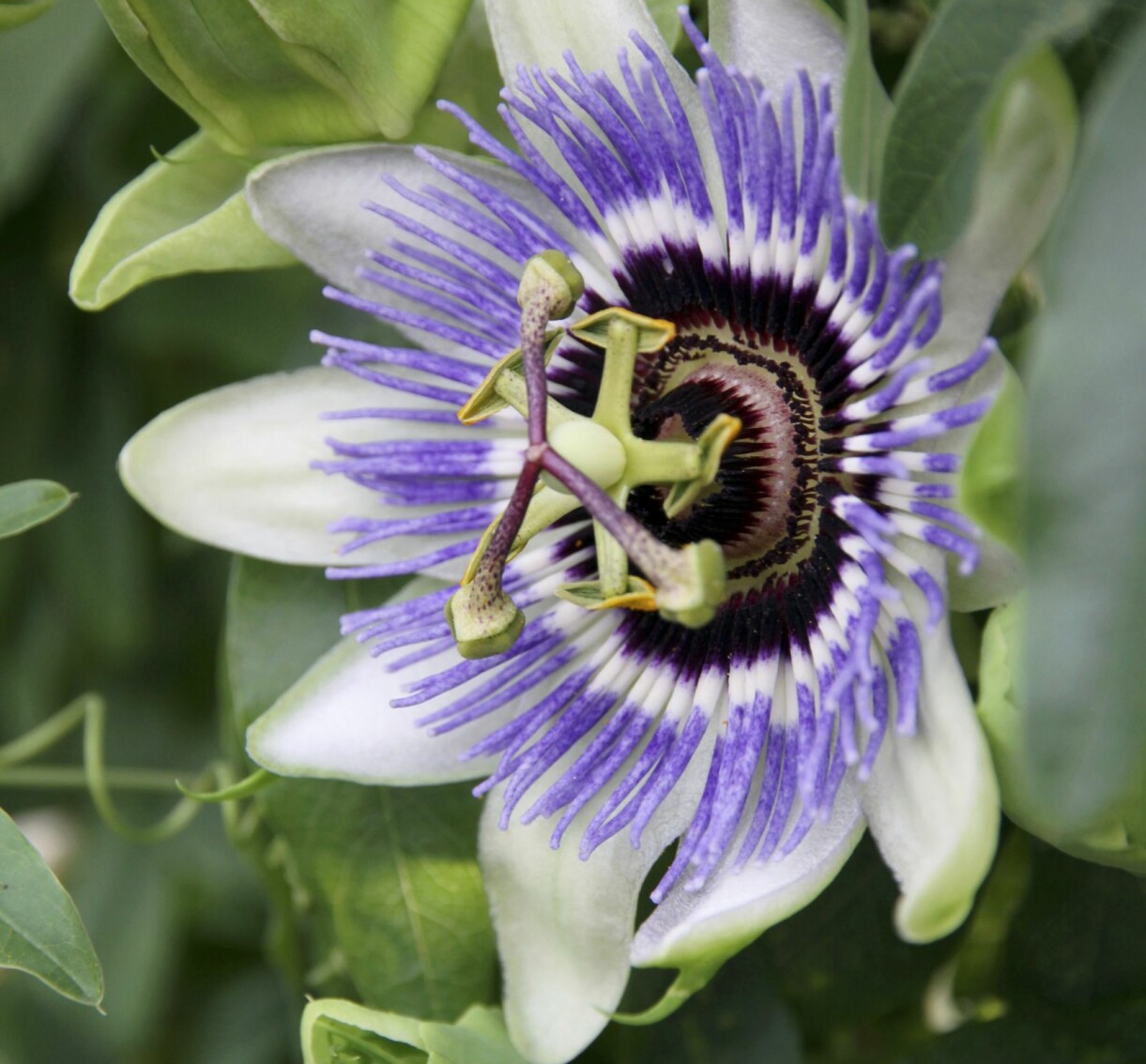 En blommande passionsblomma i ett uterum.