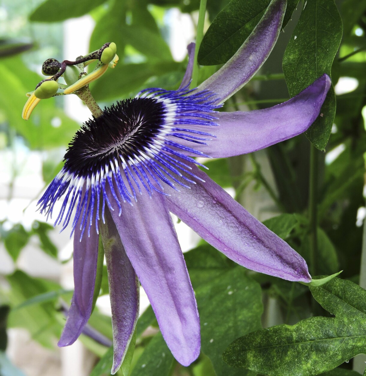 'Connor Calien' togs fram 2005. De lilablå blommorna kan bli upp till 10 centimeter i diameter. Den lilablå passionsblomman 'Connor Calien'.