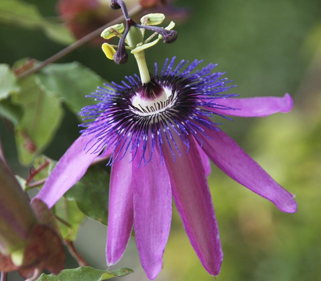 Passionsblommor kan se ut på många olika sätt. Formen på den här påminner lite om en badmintonboll. Passionsblommor kan se ut på många olika sätt. Denna påminner om en badmintonboll till formen.