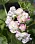 ’Appelblossom Rosebud’, rosenknoppspelargon med väldigt täta blommor i vitt med rosa och gröna inslag. Gammal sort.