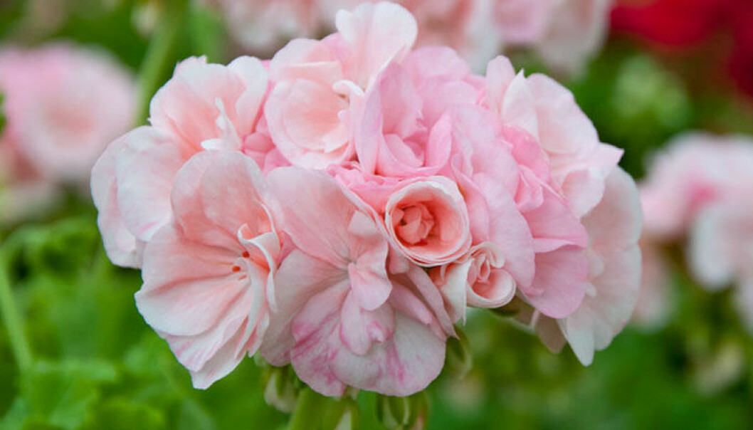Pelargoner blomning – så ger du blomman bästa chans